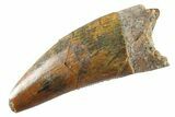 Serrated, Theropod (Deltadromeus?) Pre-Max Tooth - Morocco #268839-1